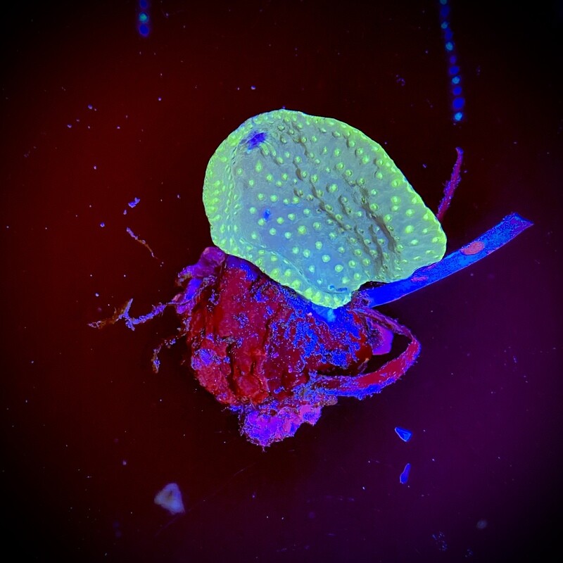 Turbinaria