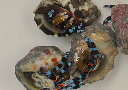 Calcinus elegans