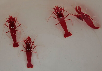 Lysmata debelius