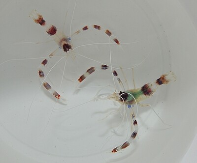 Stenopus hispidus