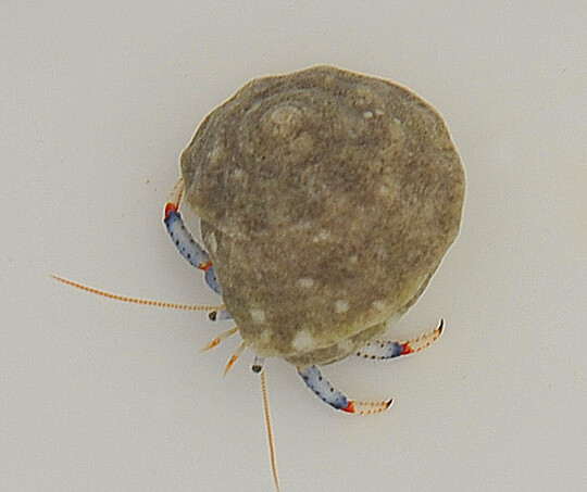 Clibanarius tricolor