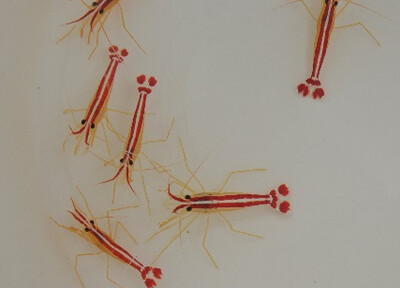 Lysmata amboinensis