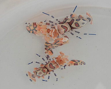 Hymenocera picta