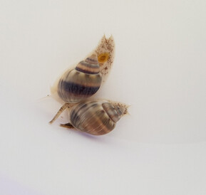 Nassarius grephiterus