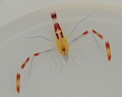 Stenopus cyanoscelis