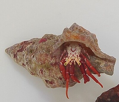Paguristes cadenati