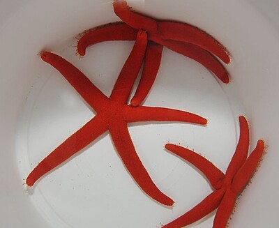 Linckia spp. (Orange/Red)