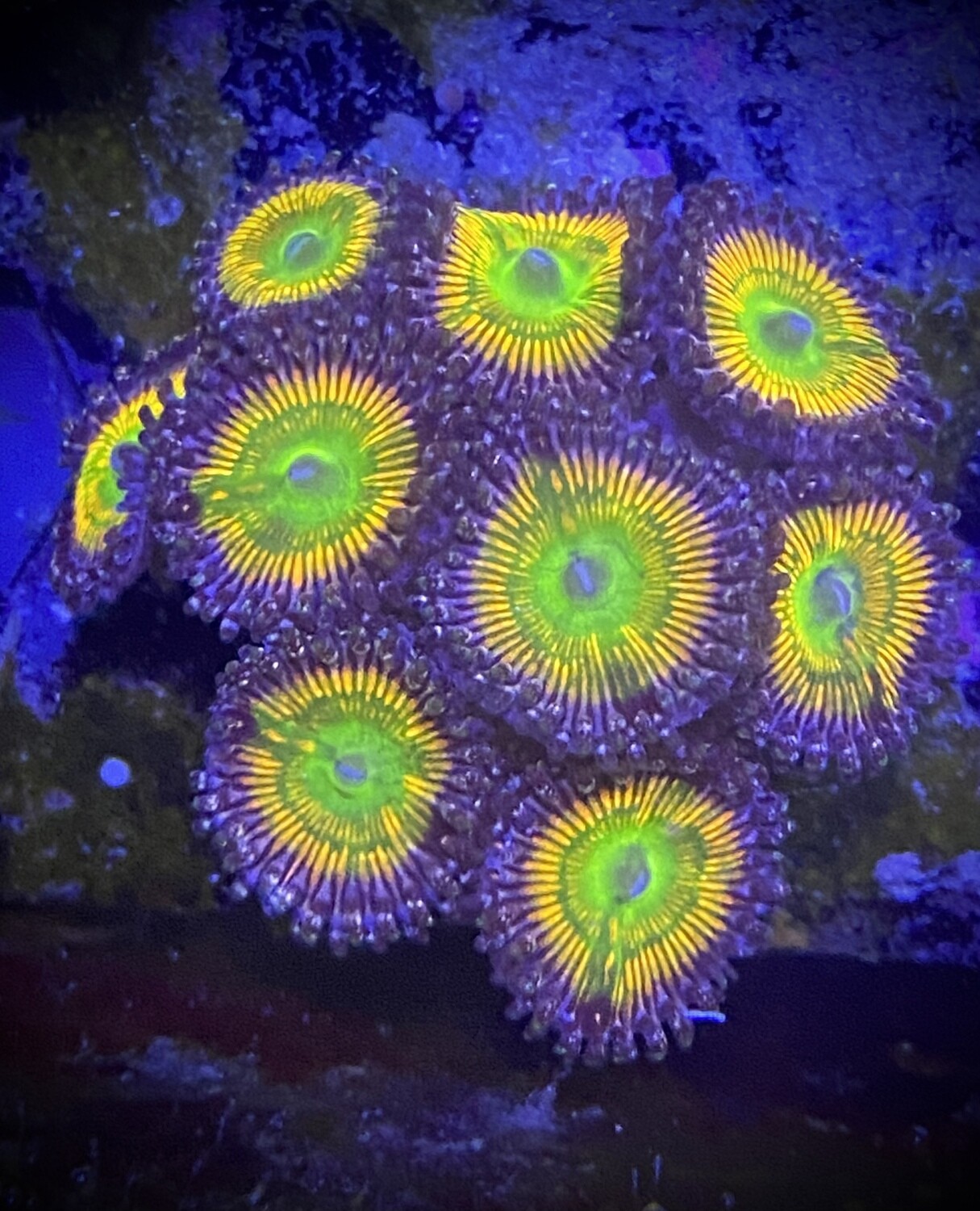 Zoanthus Dsunny