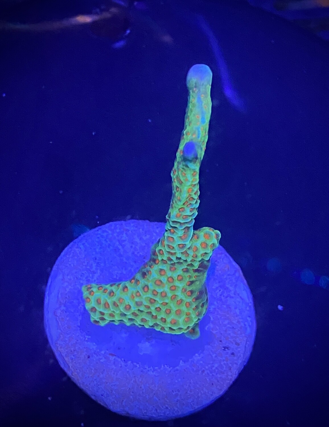 Montipora Fireforest (003)