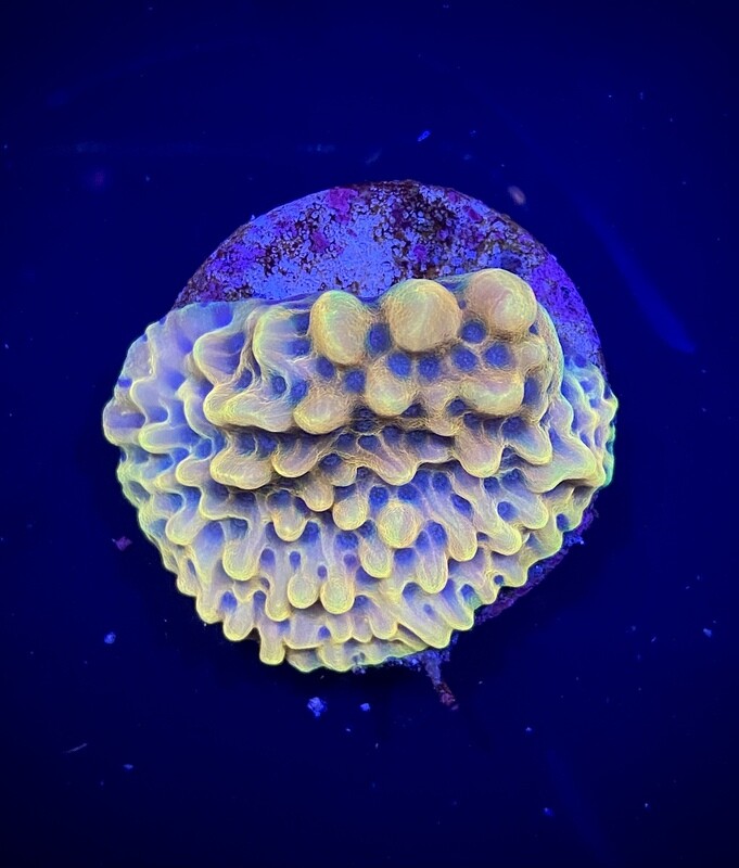 Montipora CRAZY T (004)