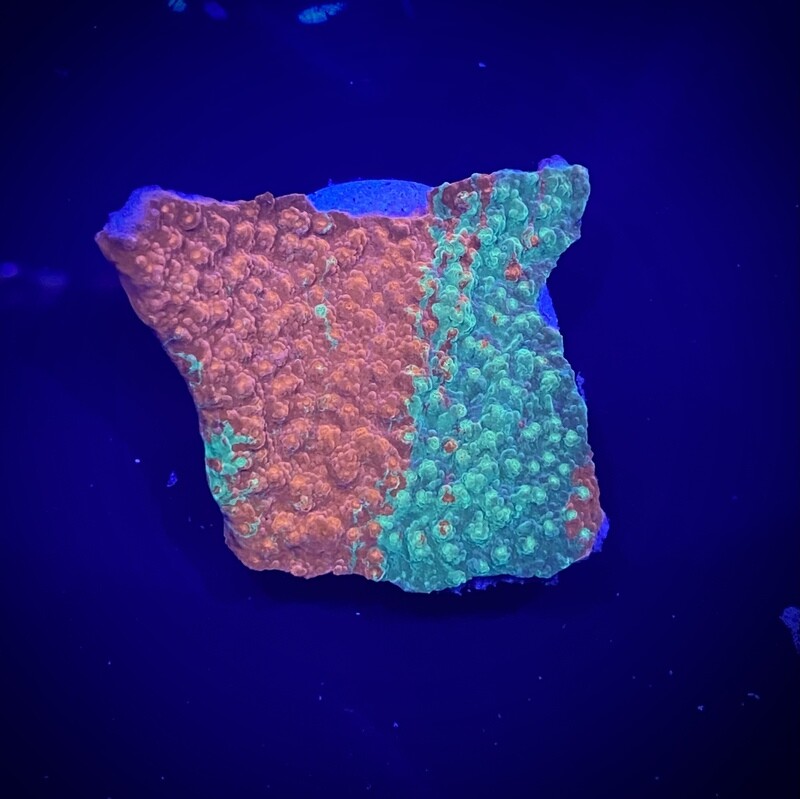 Montipora GRAFTED
