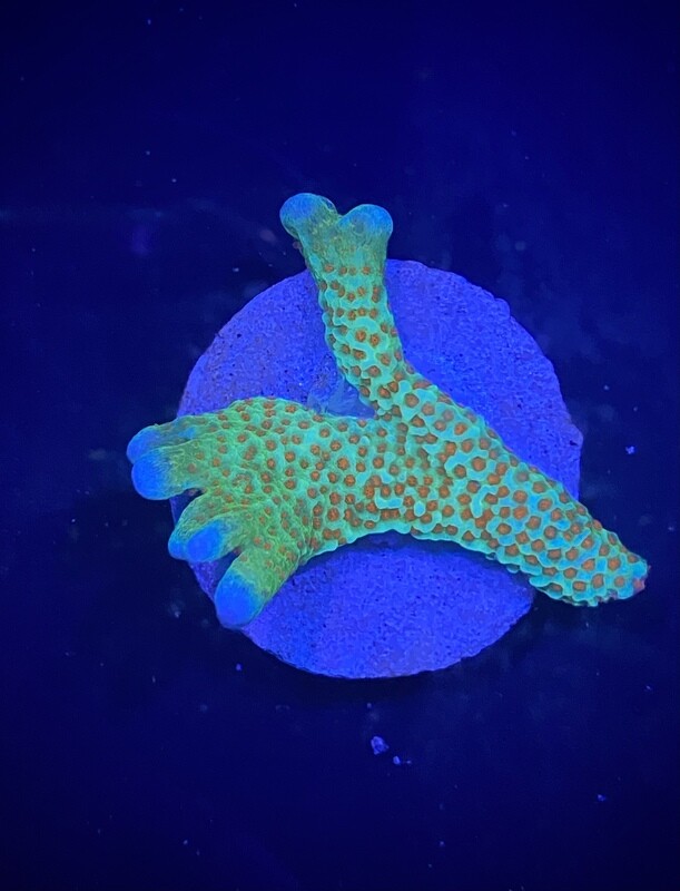 Montipora Fireforest (002)