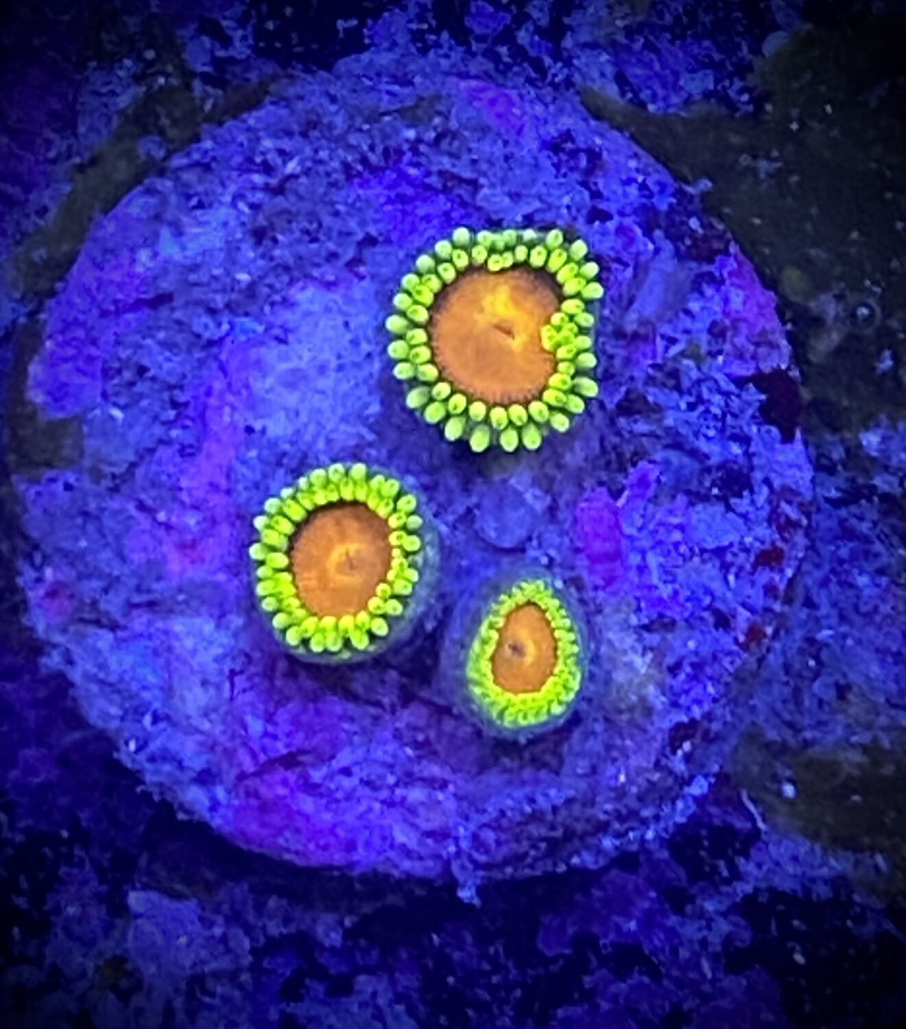 Zoanthus
