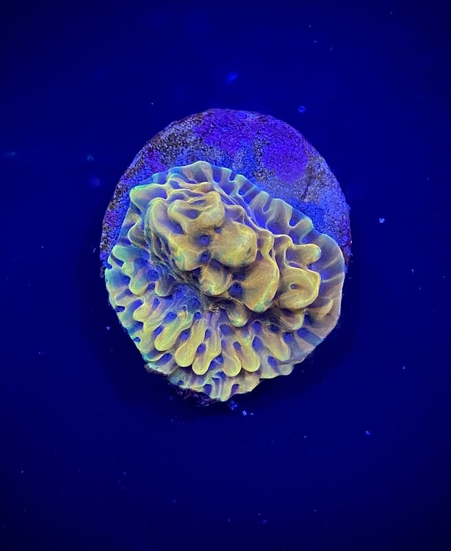Montipora CRAZY T (003)