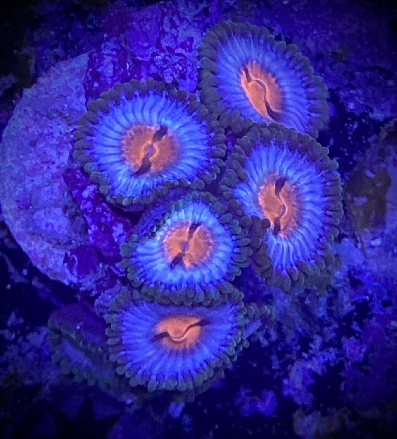 Zoanthus Miami Vice