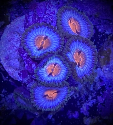 Zoanthus Miami Vice