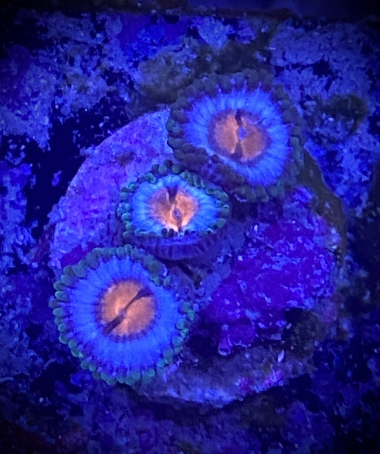 Zoanthus Miami Vice
