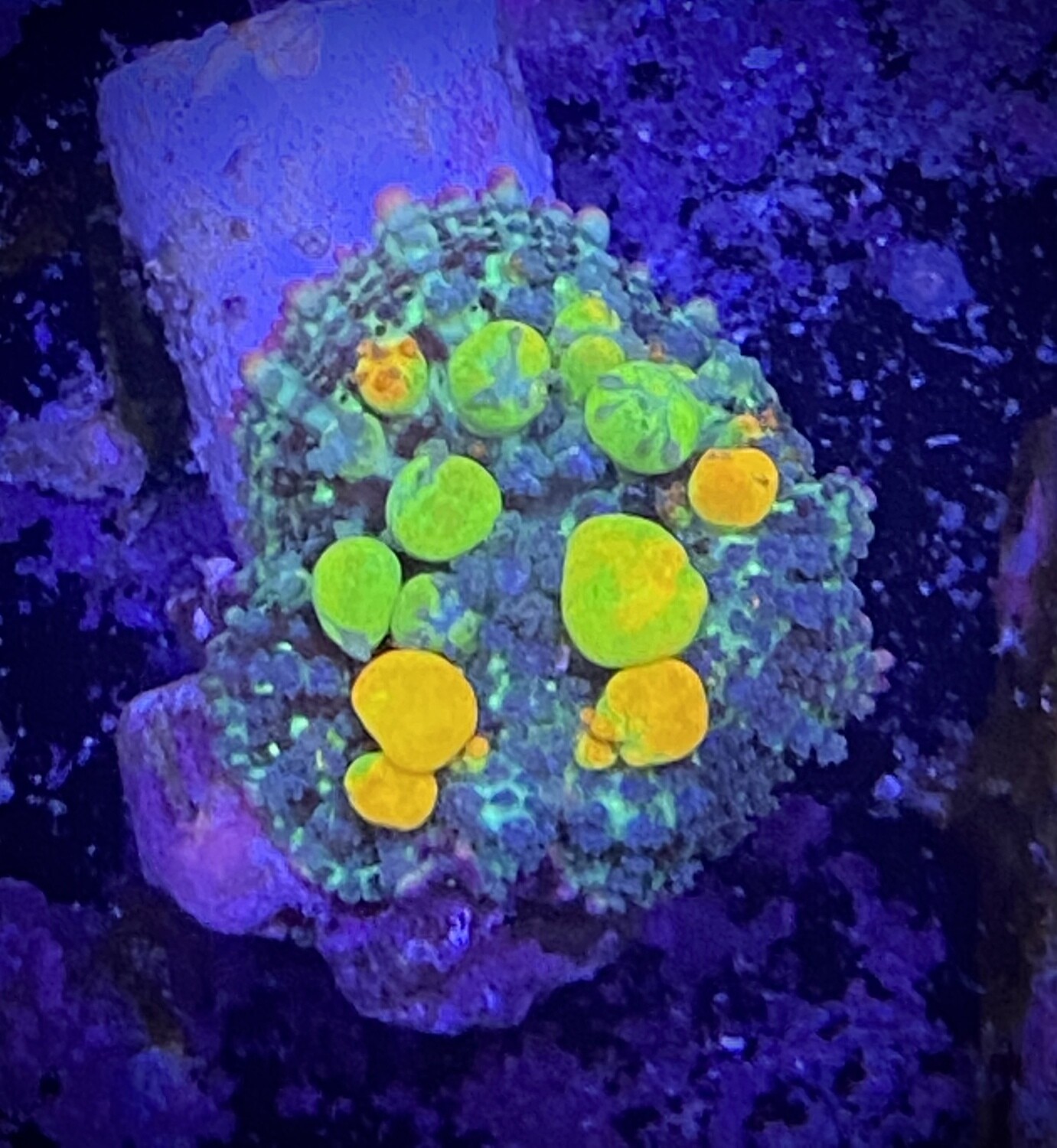 Bounce Mushroom OG