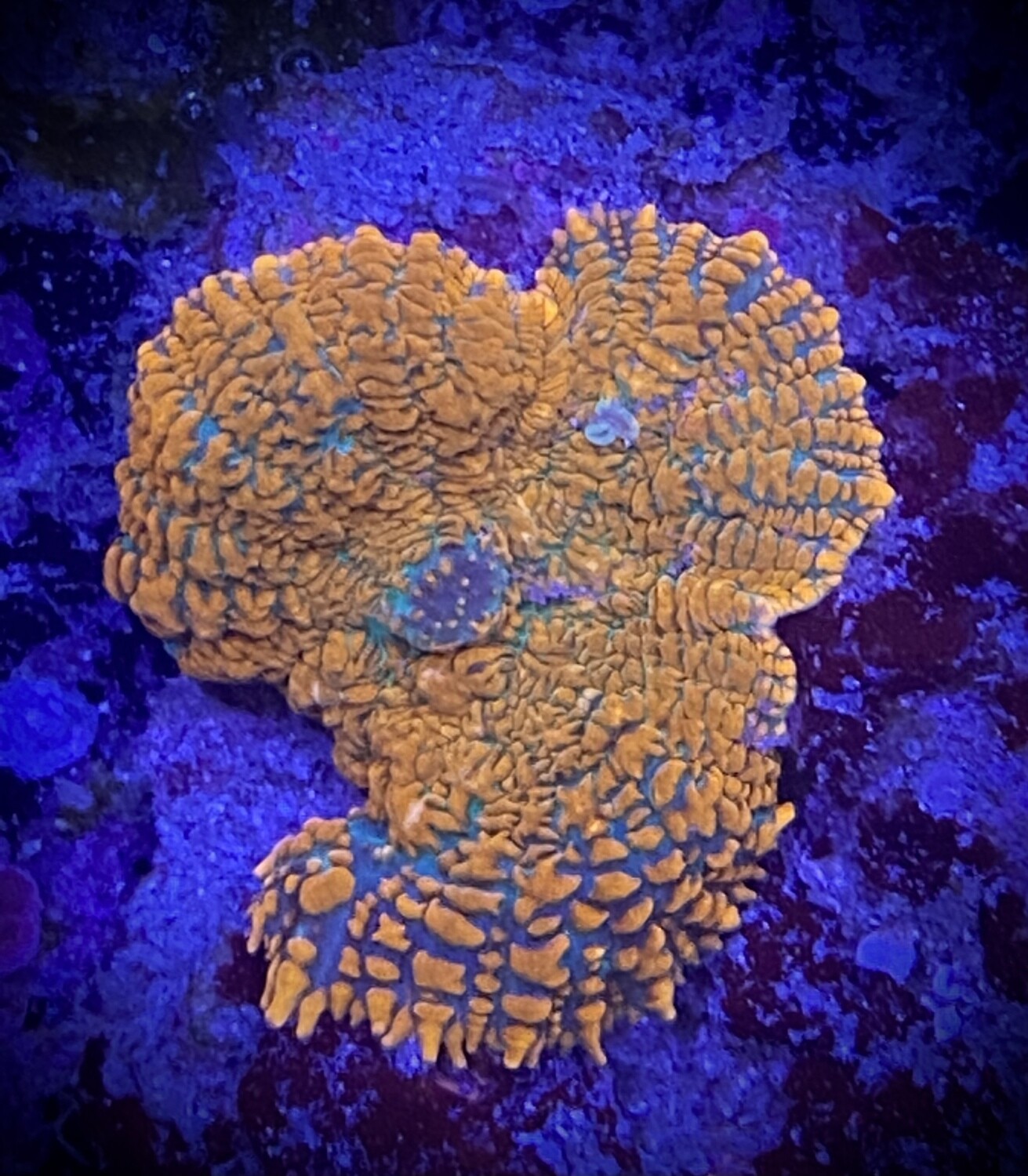 Rhodactis