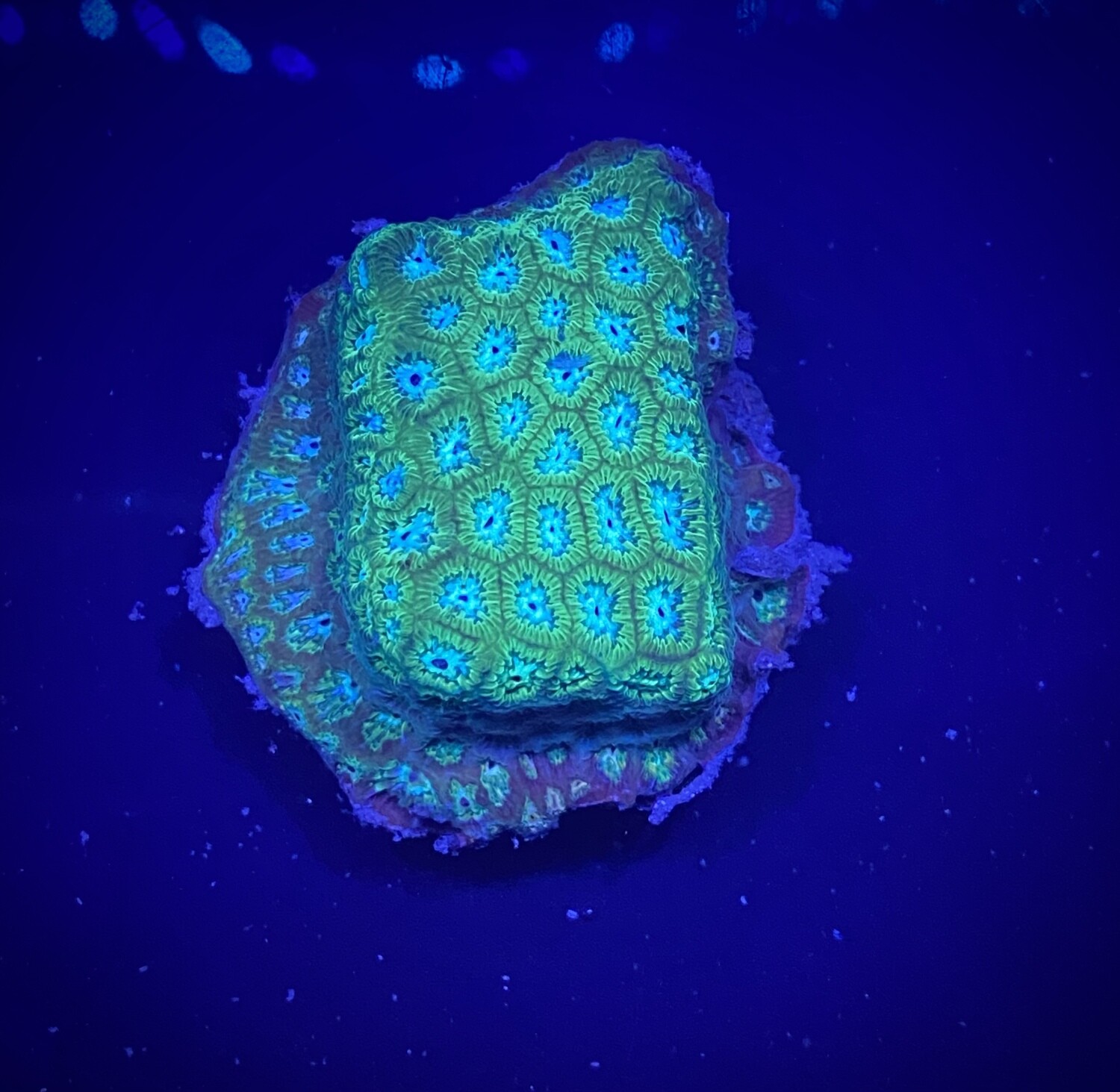 Leptastrea Bleuberry
