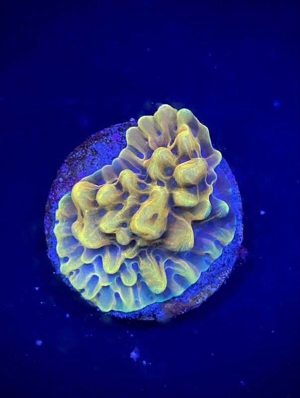 Montipora CRAZY T (005)
