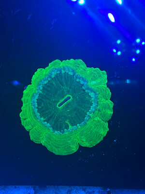 Cynarina Ultra Green