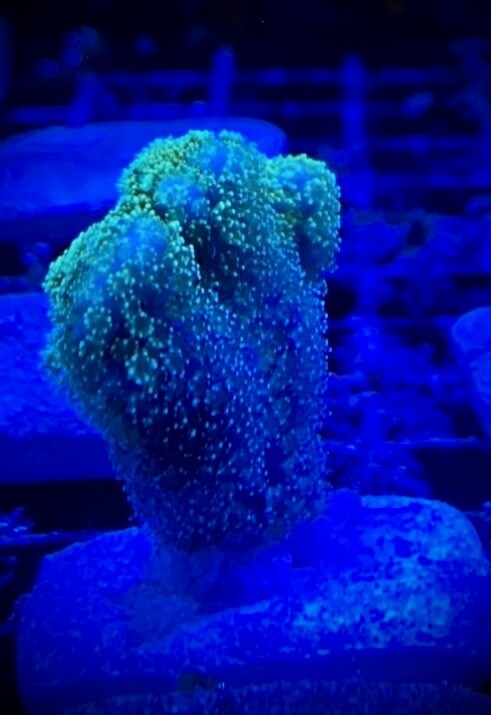 Pocillopora damicornis Neon Green (002)