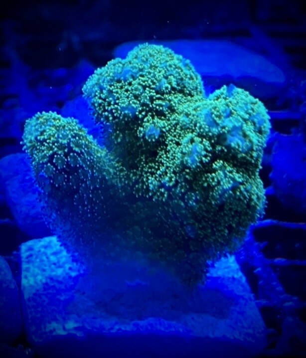 Pocillopora damicornis Neon Green (003)