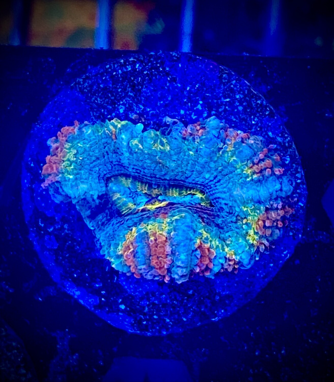 Acanthastrea lordhowensis