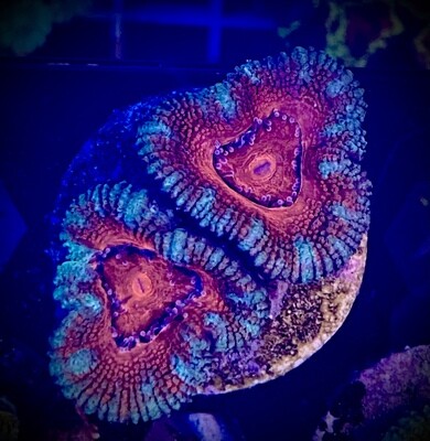Acanthastrea lordhowensis
