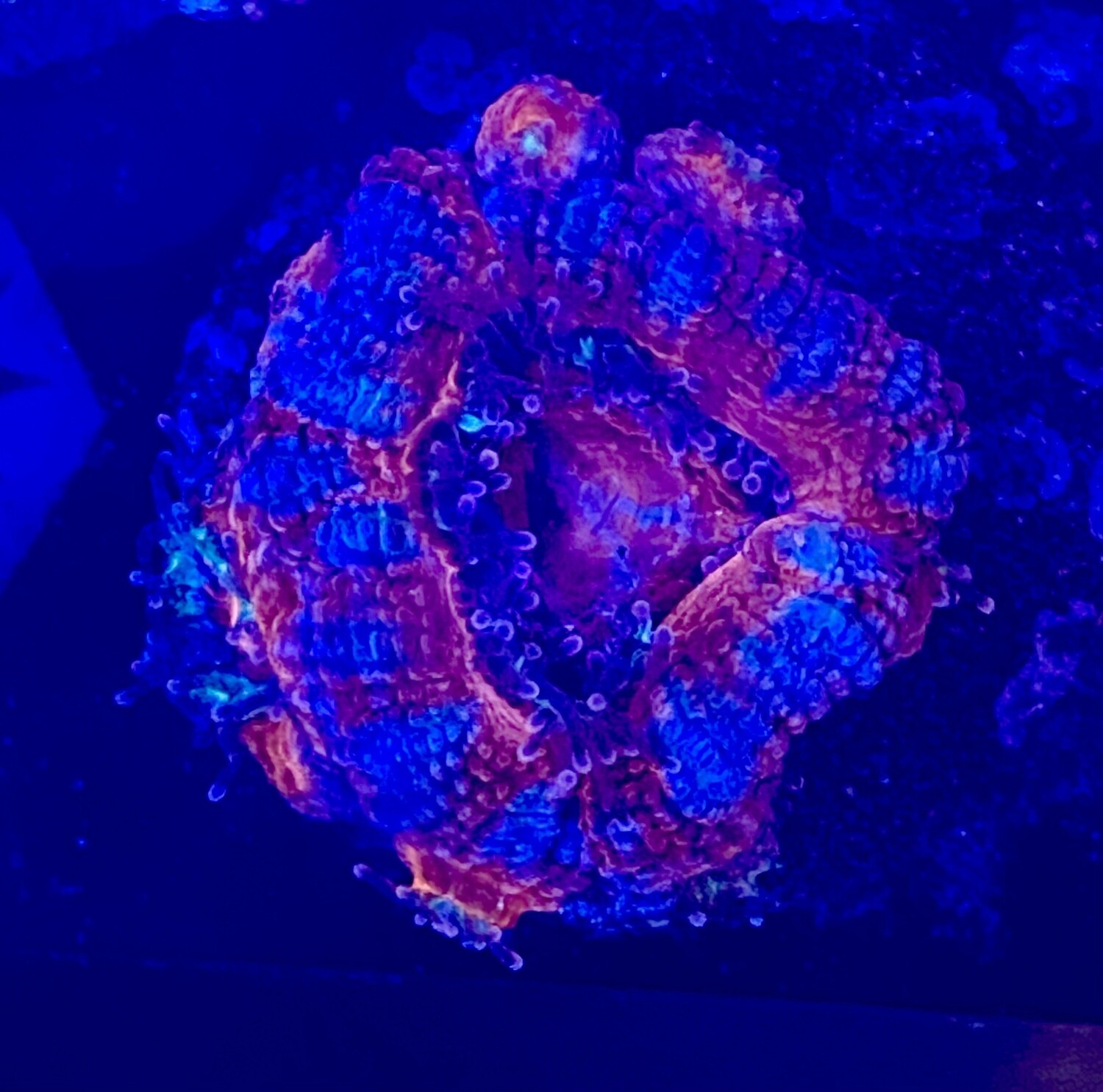 Acanthastrea lordhowensis
