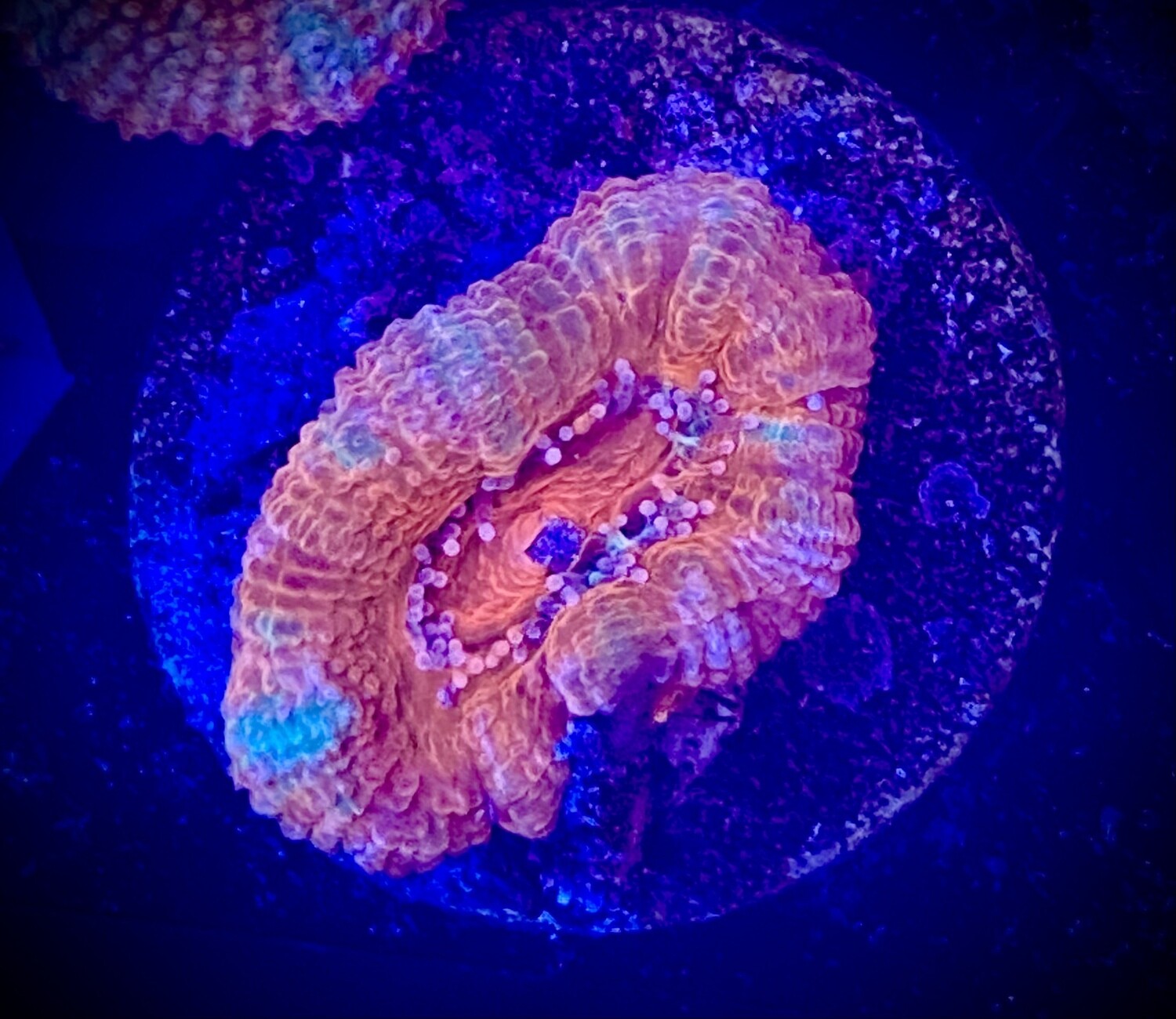 Acanthastrea lordhowensis