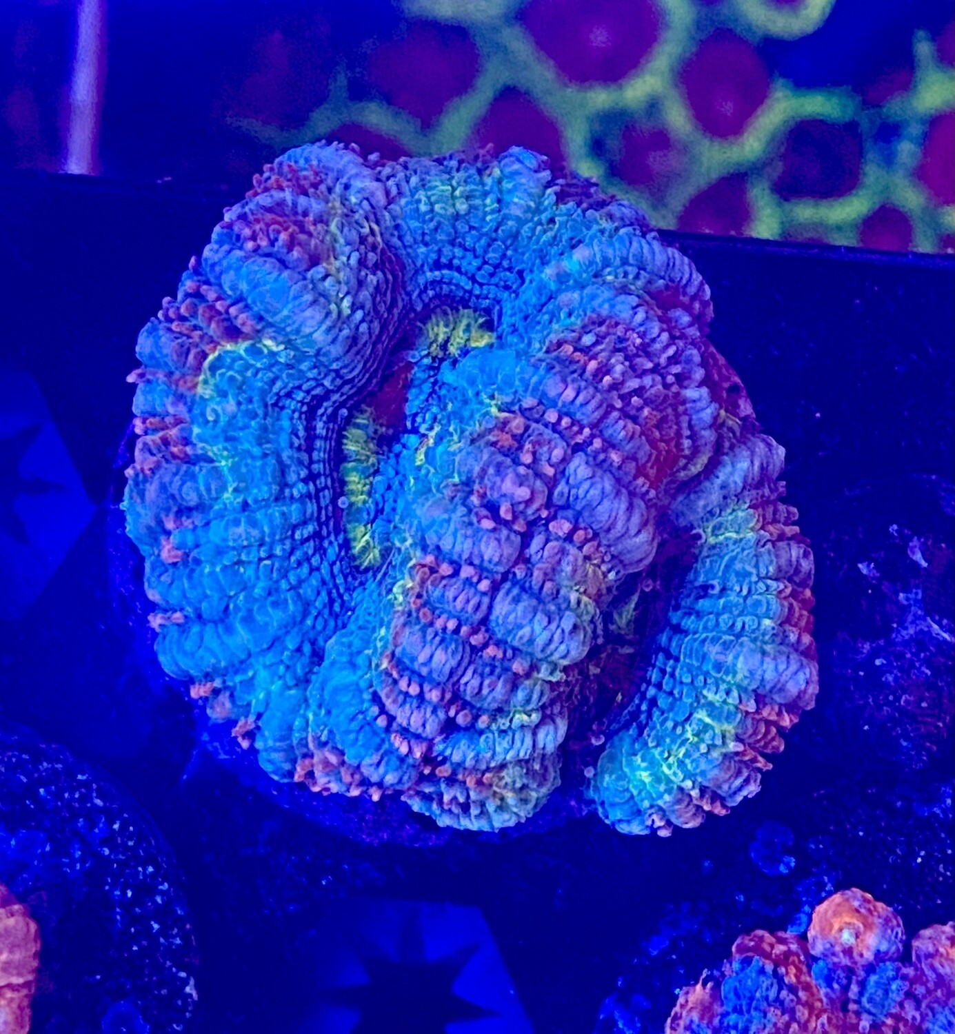 Acanthastrea lordhowensis
