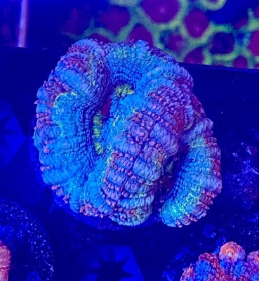 Acanthastrea lordhowensis