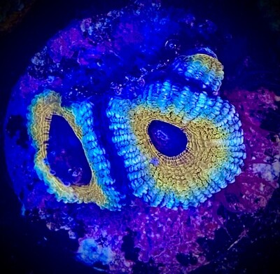 Acanthastrea lordhowensis
