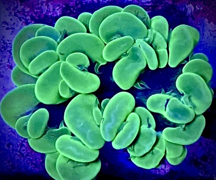 Plerogyra sinuosa ULTRA green toxic