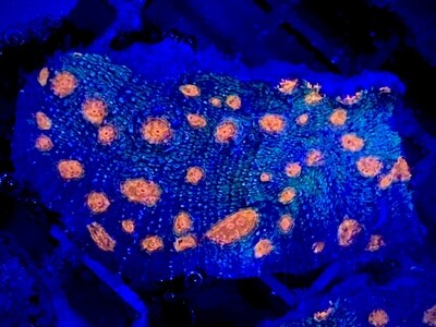 Echinopora Pink spot