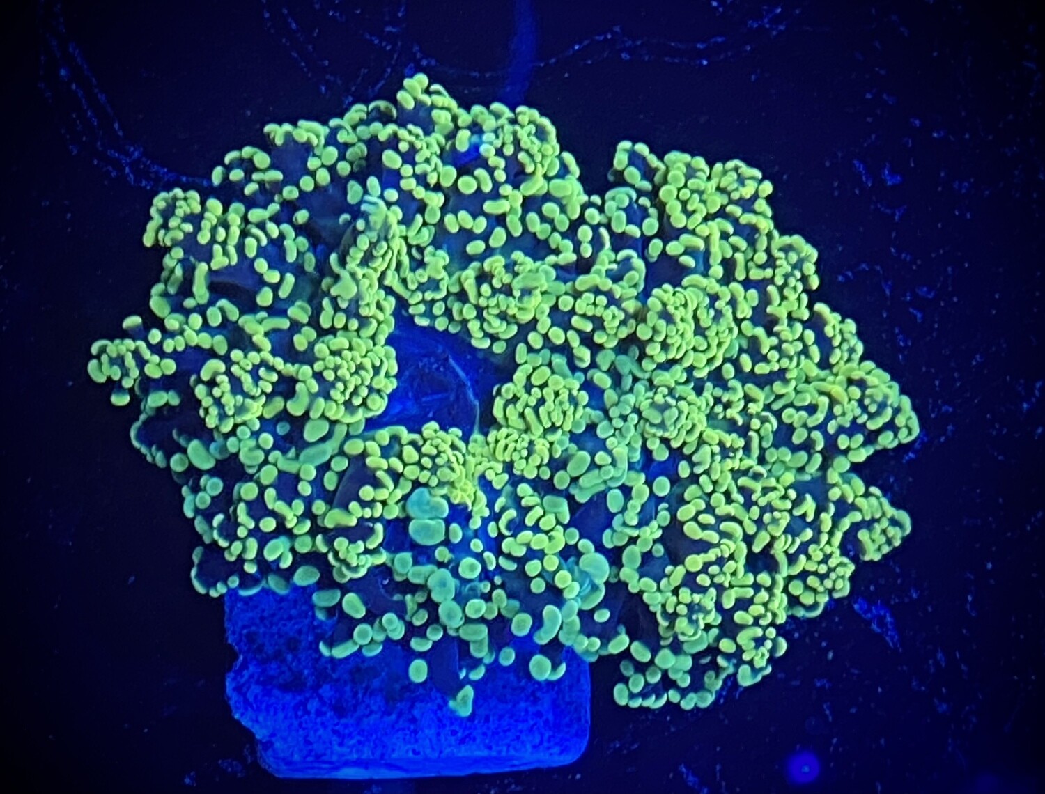 Euphyllia Yaeyamaensisl Toxic green (002)