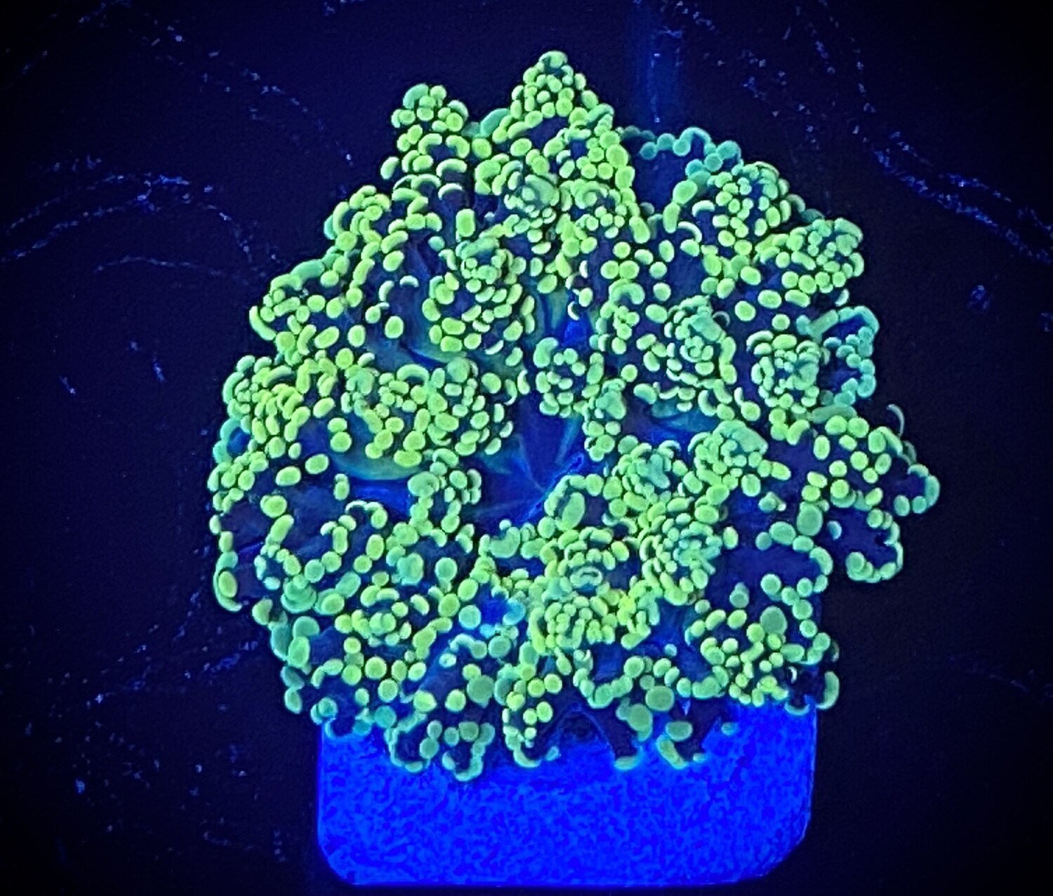 Euphyllia Yaeyamaensisl Toxic green