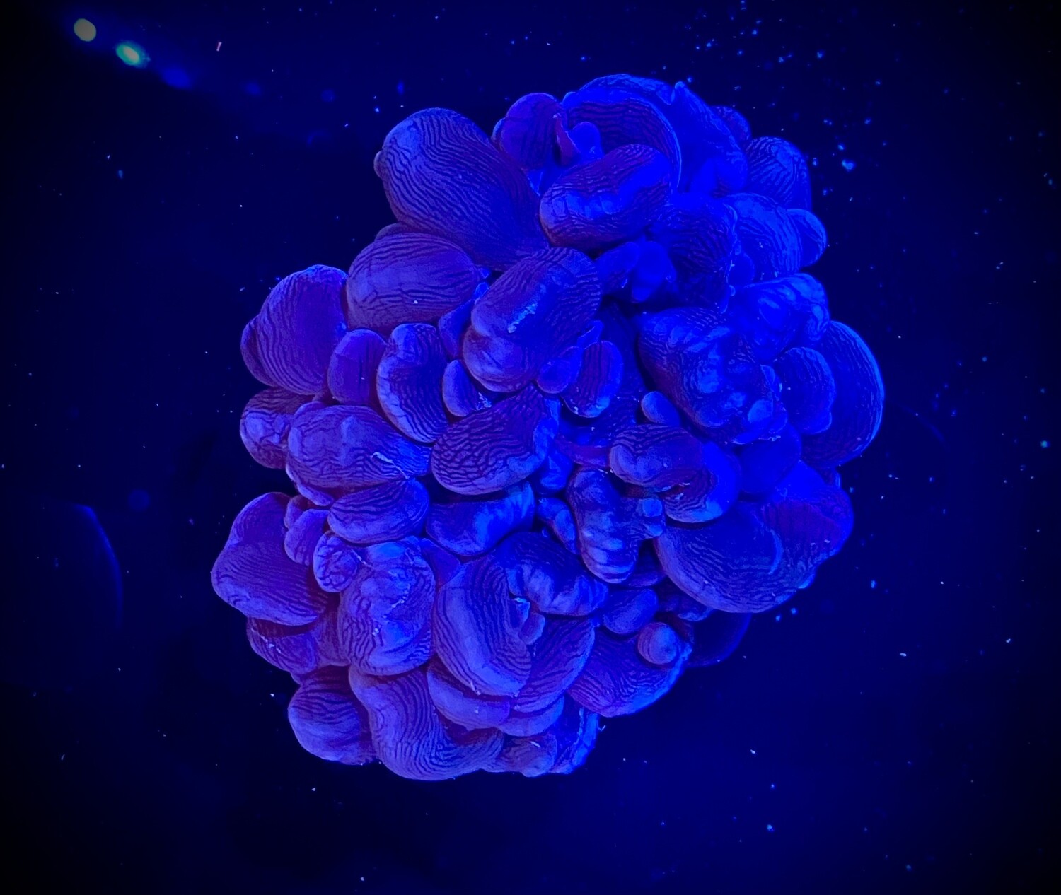 Plerogyra sinuosa (001)