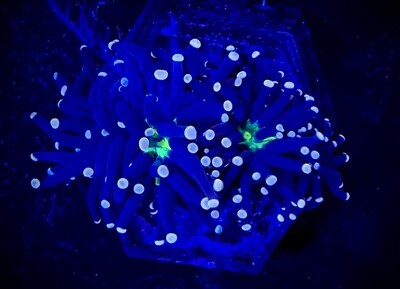 Euphyllia Joker Torch (2 heads)