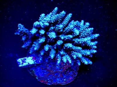 Acropora Indo