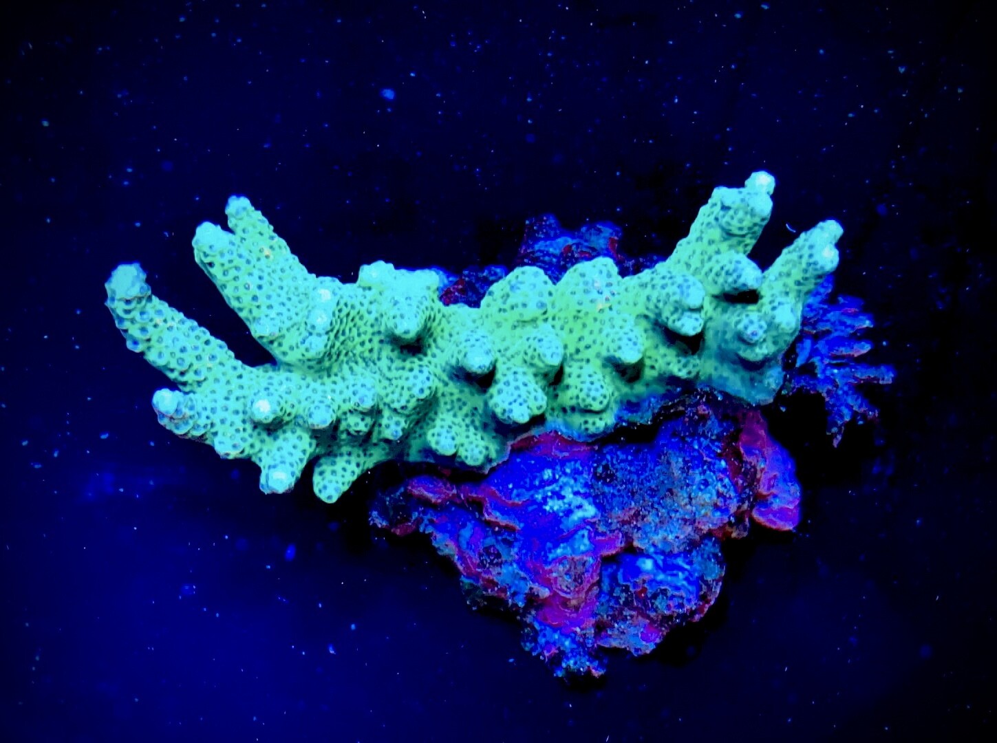 Acropora Indo