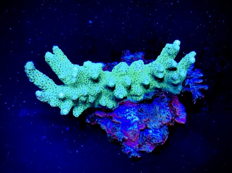Acropora Indo