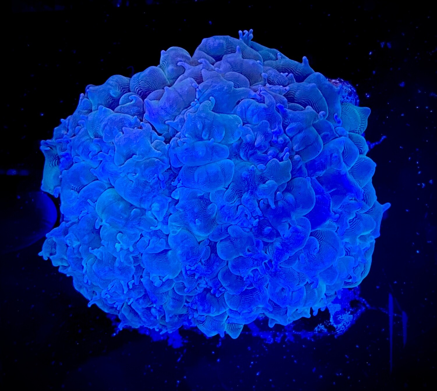 Plerogyra sinuosa
