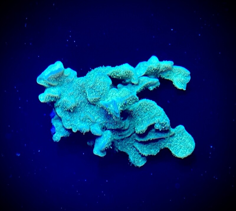 Pavona cactus Ultra Green
