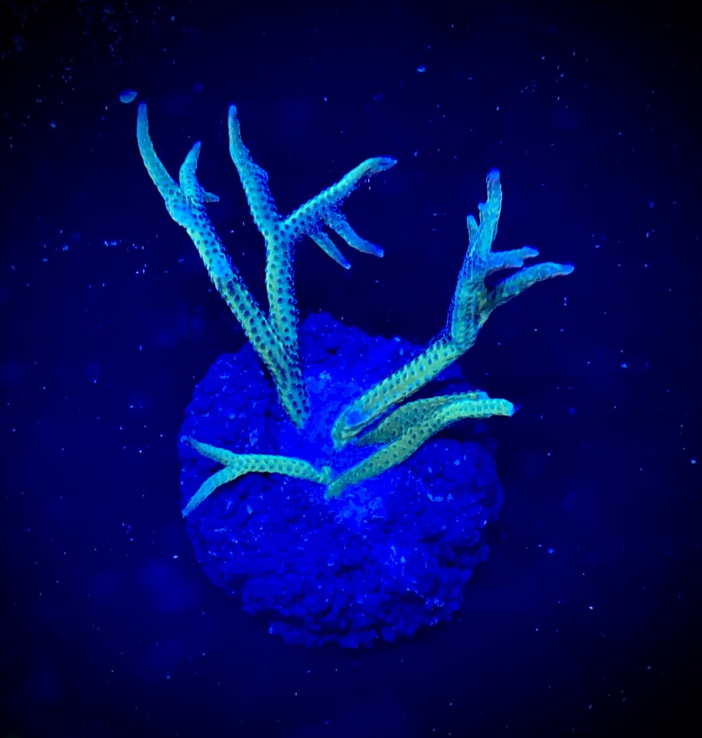 Seriatopora hystrix Green