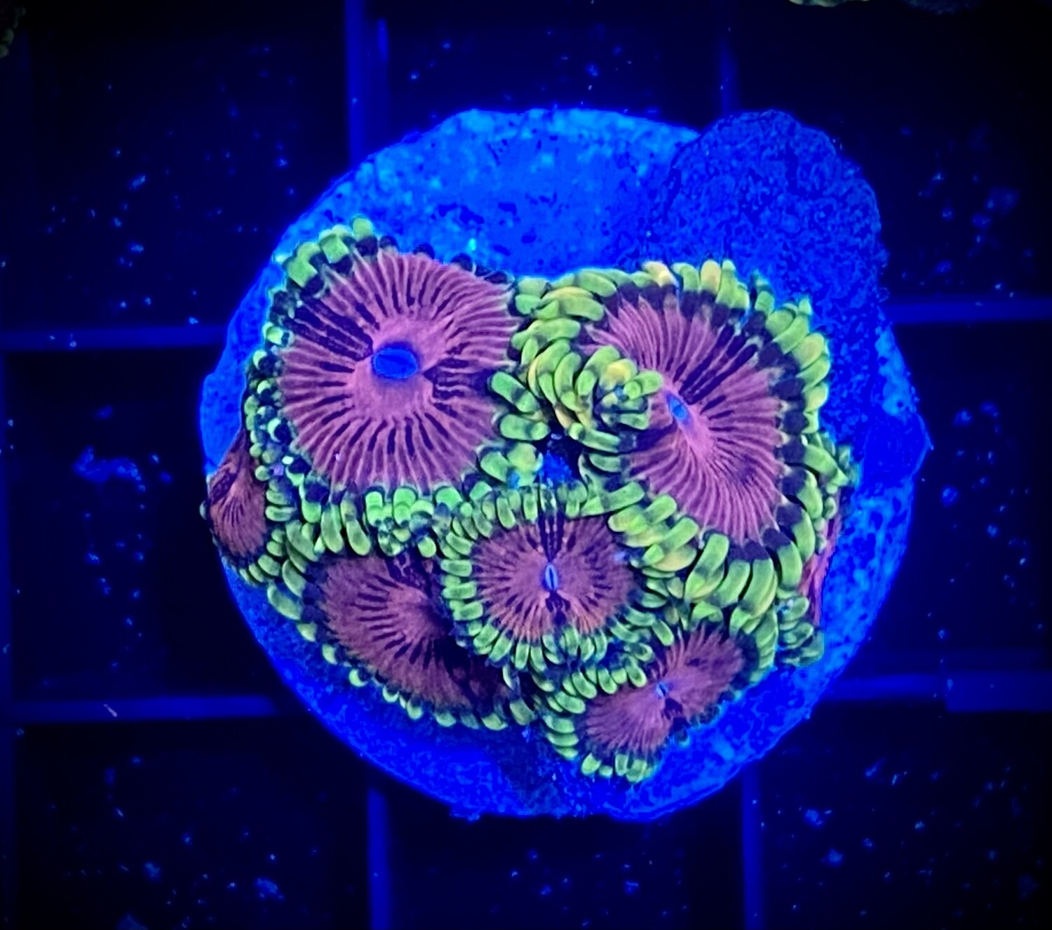 Zoanthus Pink Diamond