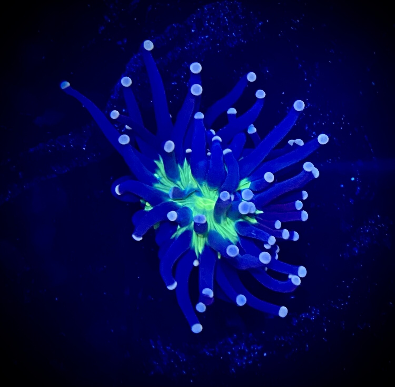 Euphyllia Joker Torch