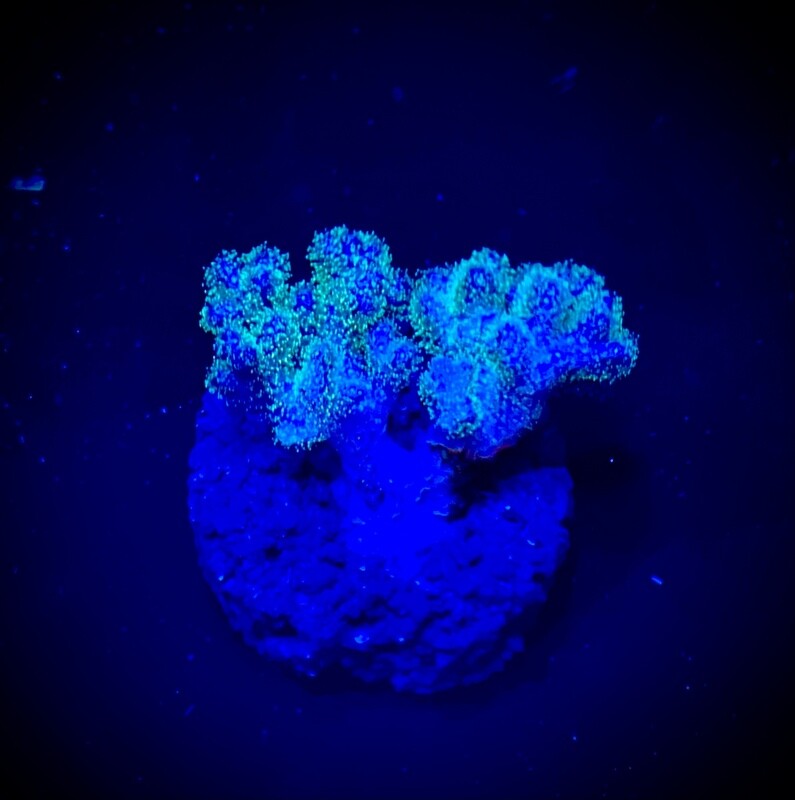 Pocillopora damicornis «Green» (002)